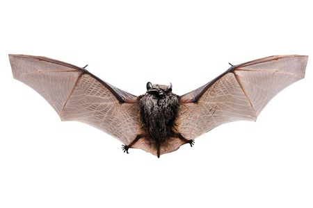 The Bat
