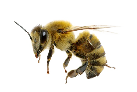 Busy Bee
