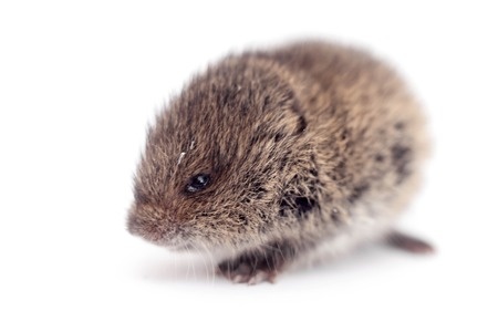 Meadow Vole