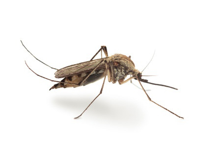 bitting mosquito