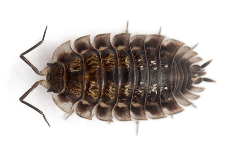 pillbugs