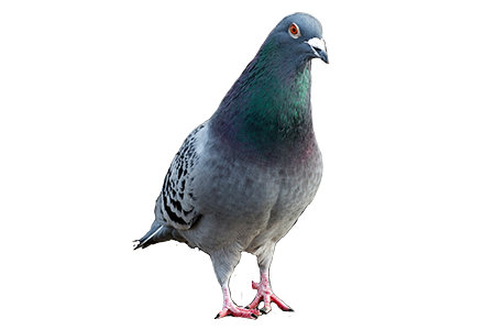 pigeon unmasked