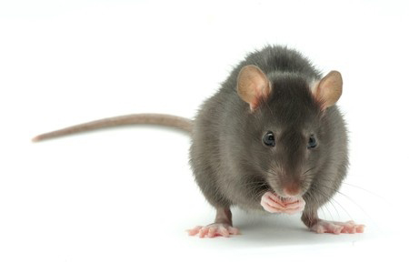 Ratus Ratus