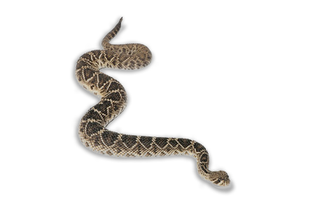 RatleSnake