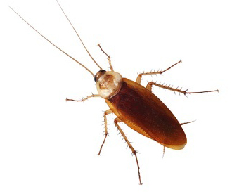 roach