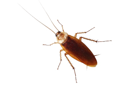 Roach Motel