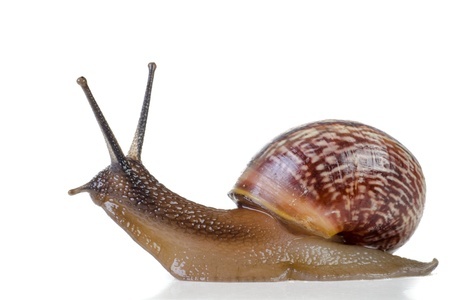 Snails and Slugs