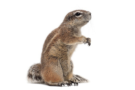 wha?...Squirrel