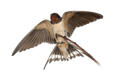Flying Swallow
