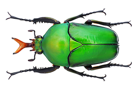 Beatle