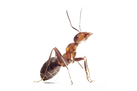 flamin' ant