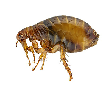 Mighty Flea