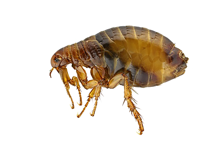 the mighty Flea