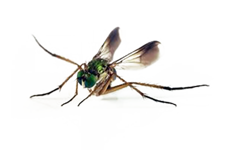Gnat