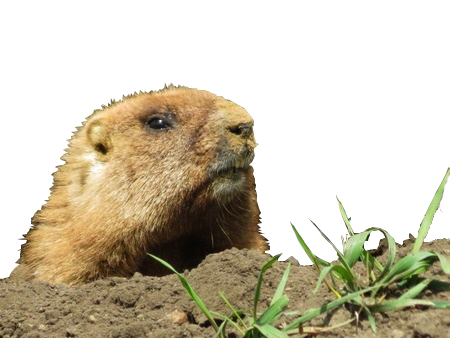 grumpy gopher