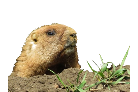Grumpy gopher