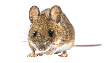 Super ratton