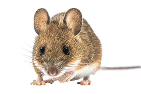 mighty mouse