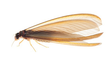Mighty Termite