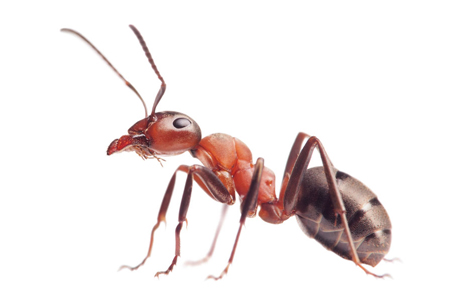 A red ant