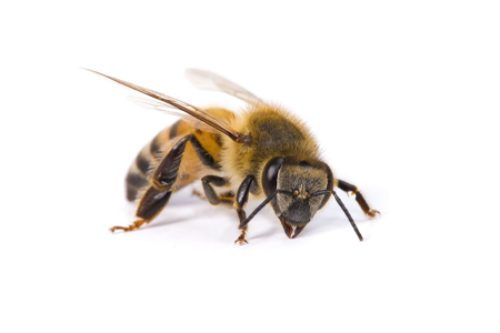 a busy bee
