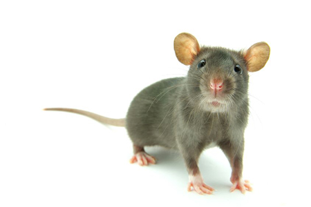 a mouse