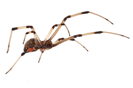 a black widow