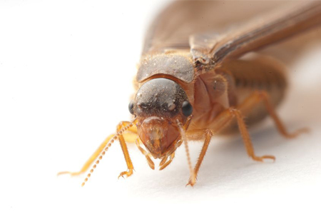 a termite